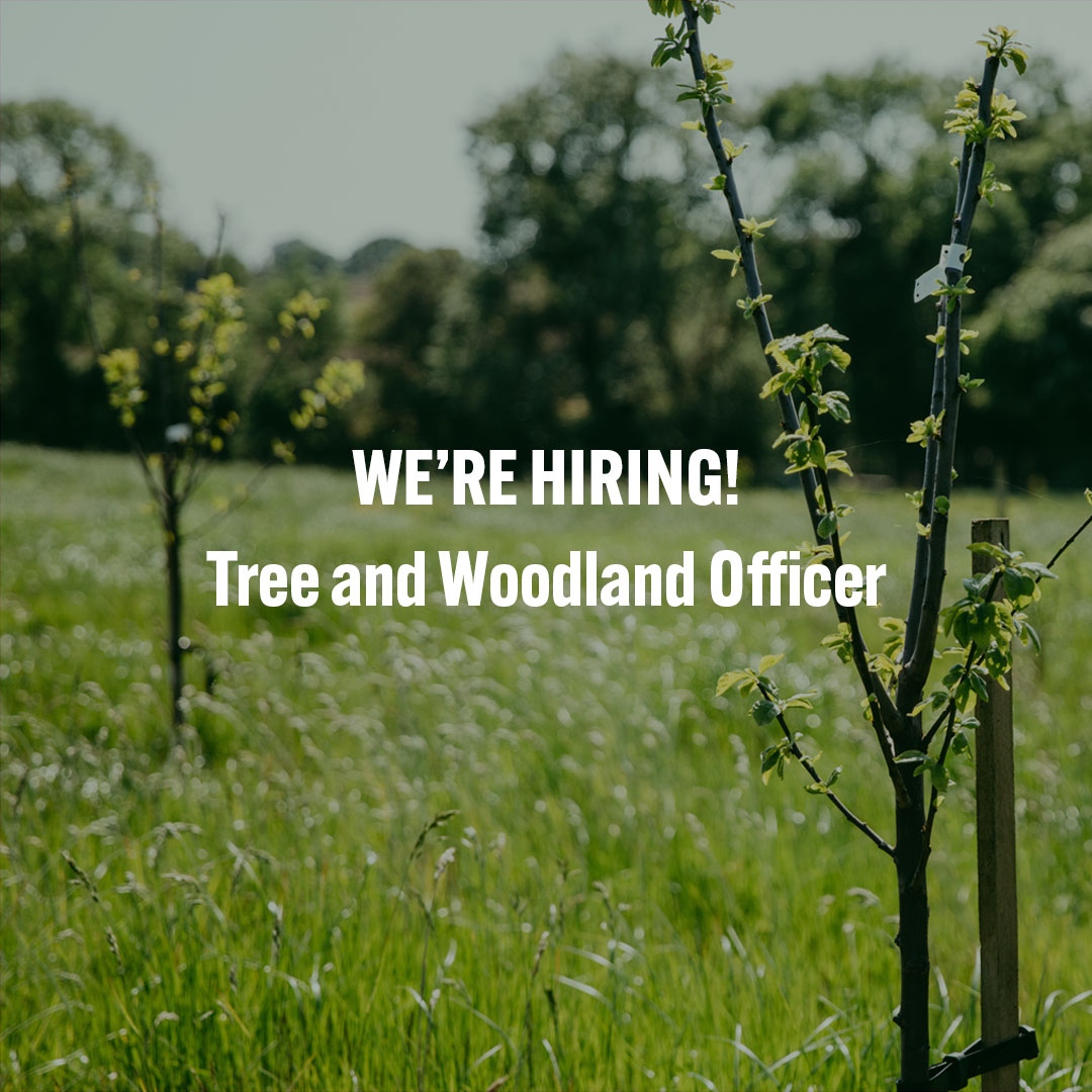 There's still time to apply for our Tree and Woodland Officer role 🌳

👉️Deadline to apply: Midday on Thursday 6th July👈️

Click here to find out more: forestofavontrust.org/the-trust/new-…

#bristoljobs #bathjobs #conservationjobs #charityjobs #hiringinbristol #woodlandcreation #voscur