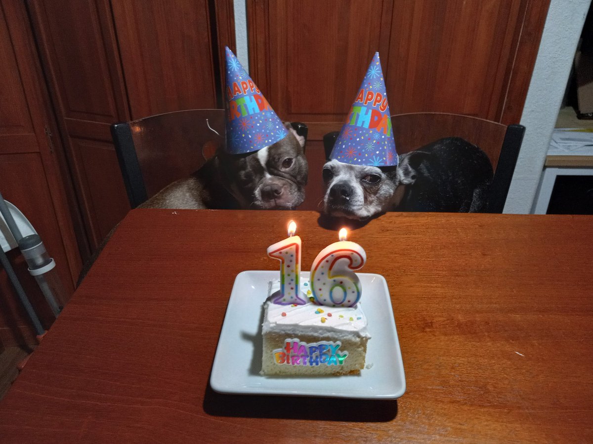 calvinaguilar's tweet photo. Happy birthday old Max! Bostons average 13 years so 16 is a minor miracle. He still loves to play and go on walks, but he gets "stuck" randomly and has really sleepy days, but all in all he's healthy and happy. 🎉🎂 #oldMax #bestDogEver #bostonTerrier https://t.co/uIMRT7fUHU