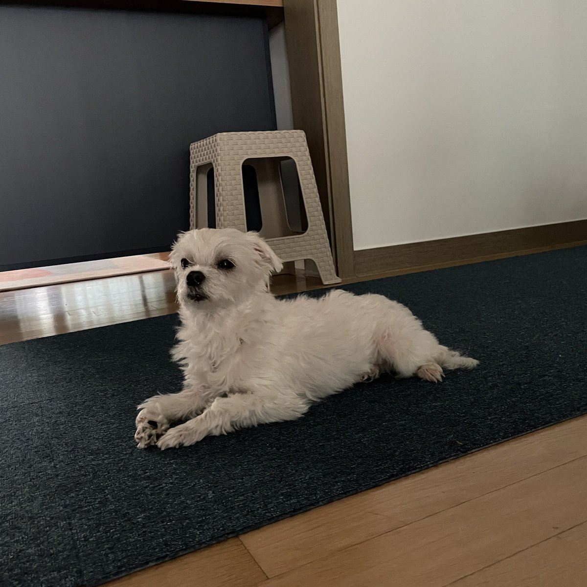 kds121215's tweet photo. 비와서 시무룩해 https://t.co/TgtSKRa7Sy
