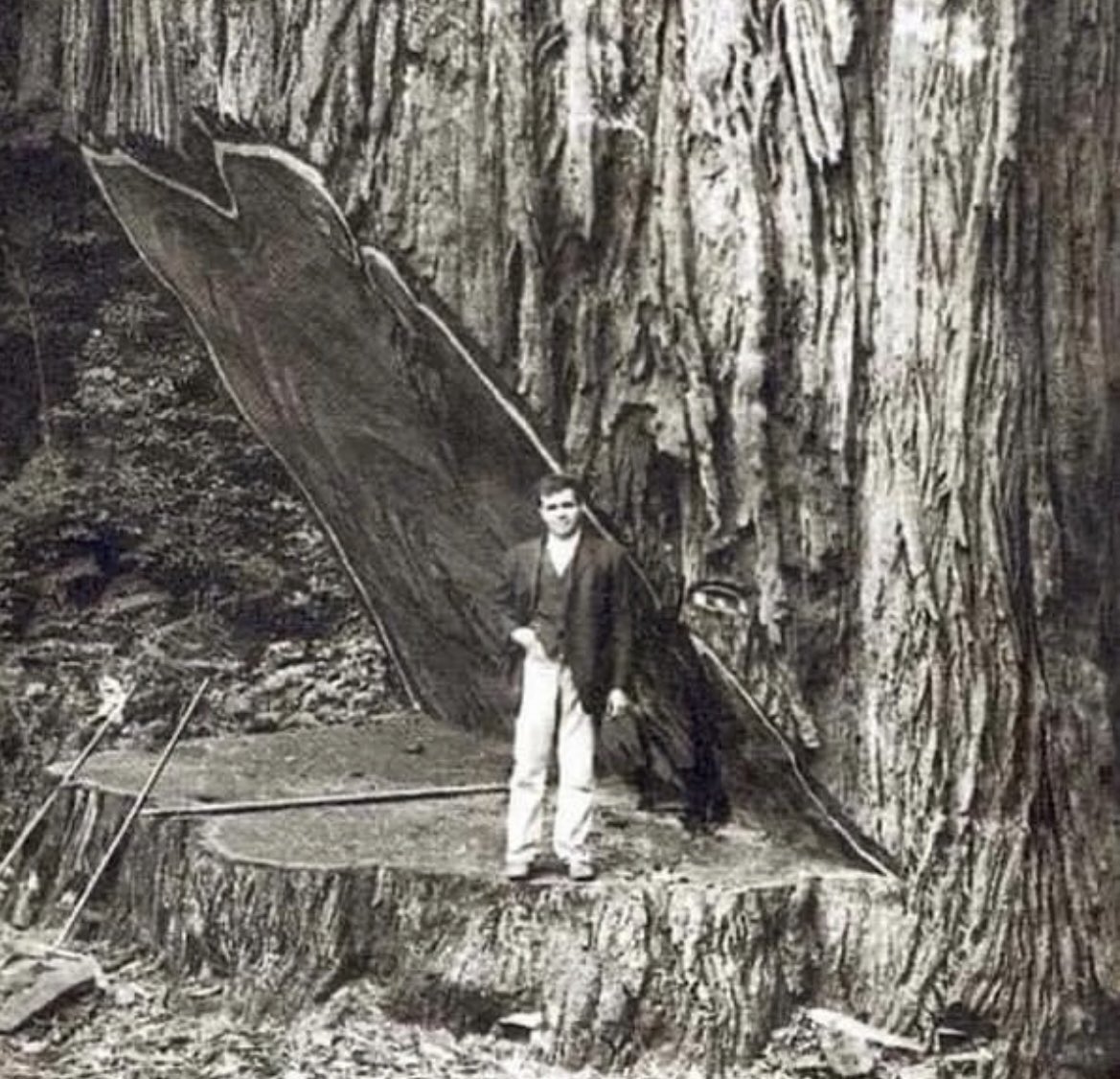 The giant sequoia tree pictured was a magnificent specimen that had an estimated age of 2600 years at the time of its unfortunate felling in the 1890s. Giant sequoias (scientifically known as Sequoiadendron giganteum) are among the largest and longest-living trees on Earth, and…