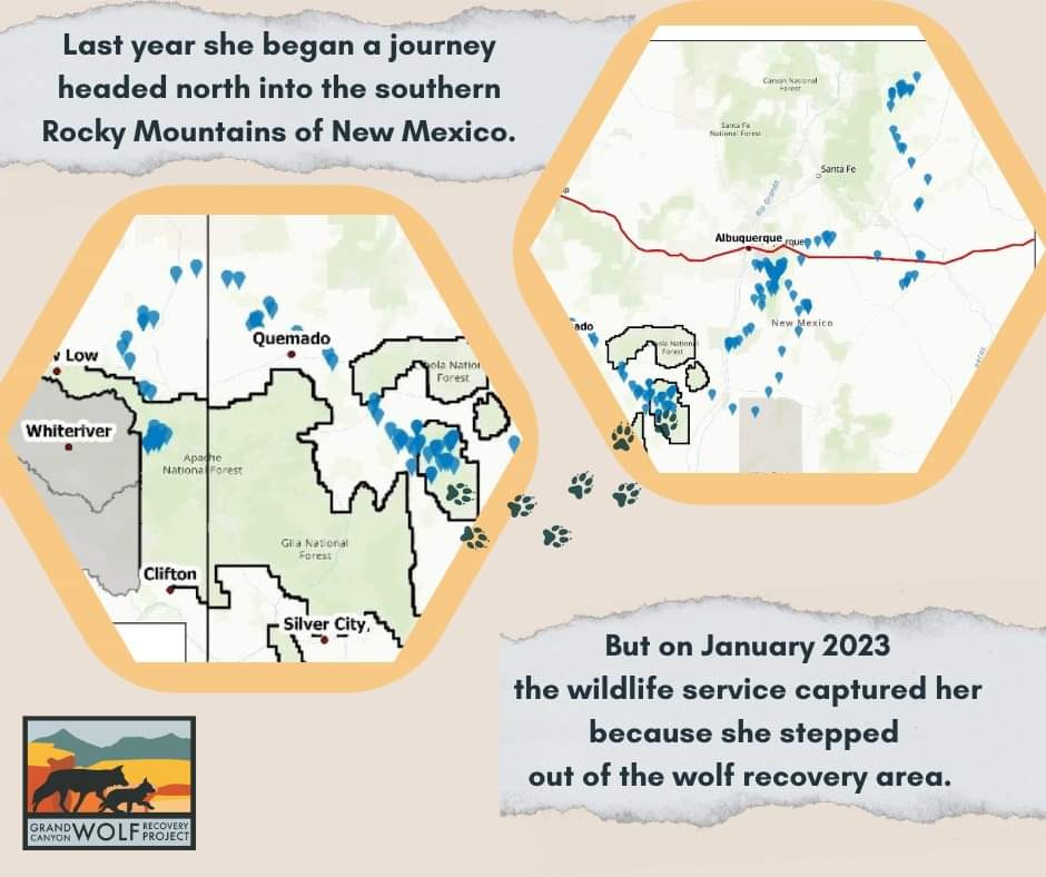 GCWolfRecovery's tweet photo. An endangered species, like the Mexican gray wolf, should be free to wander from the brink of extinction. Here is the story of Asha, an adventurous wolf. 
#savethelobo #mexicangraywolf #wolves #Arizona #NewMexico #Interestate40 #GrandCanyon #Wolfrecovery https://t.co/d4MzRdIw1S