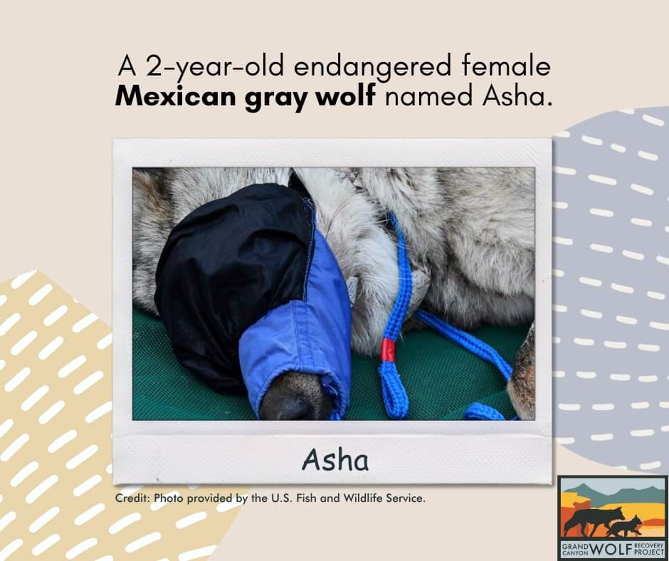 GCWolfRecovery's tweet photo. An endangered species, like the Mexican gray wolf, should be free to wander from the brink of extinction. Here is the story of Asha, an adventurous wolf. 
#savethelobo #mexicangraywolf #wolves #Arizona #NewMexico #Interestate40 #GrandCanyon #Wolfrecovery https://t.co/d4MzRdIw1S