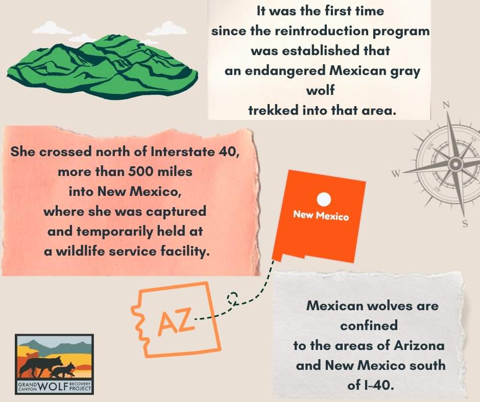 GCWolfRecovery's tweet photo. An endangered species, like the Mexican gray wolf, should be free to wander from the brink of extinction. Here is the story of Asha, an adventurous wolf. 
#savethelobo #mexicangraywolf #wolves #Arizona #NewMexico #Interestate40 #GrandCanyon #Wolfrecovery https://t.co/d4MzRdIw1S