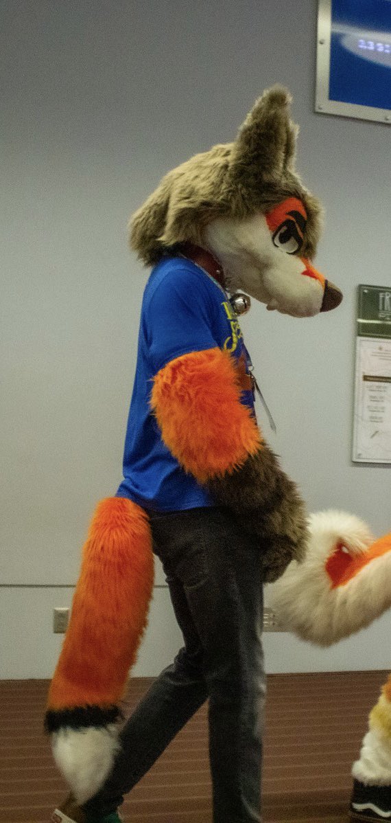 FairfoxLibrary's tweet photo. The virgin Roscoe:
• zero fashion sense
• sad droopy tail 
• just sulks everywhere he goes
• no real identity

vs. 

The Chad Roscoe:
• spunky and full of life and energy
• silly little funny little fella
• wears cool clothes
• exudes confidence and friendliness https://t.co/PhdHoaO8Li