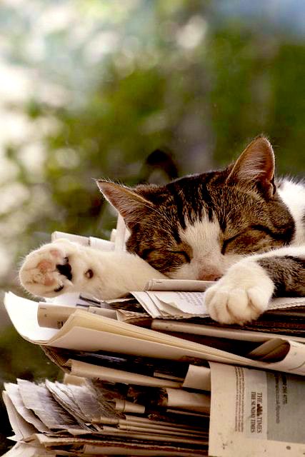 🌞☀️🌼🌞☀️🌼🌞☀️🌼🌞☀️🌼🌞

                Good morning 🌷🍃☕️
            Have a happy Monday
     & a beautiful new week 🌞☀️🌼

#MondayMorning 🌷 #HappyNewWeek 🌳 
#CoffeeTime ☕️ #StayPositive 🌸 
#Peace 🕊️ #AnimalLovers 🐈

🌞☀️🌼🌞☀️🌼🌞☀️🌼🌞☀️🌼🌞