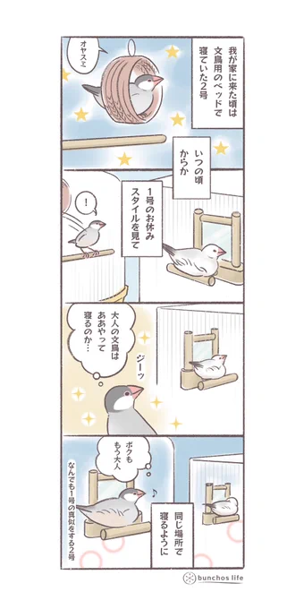 なんでも1号の真似をする2号、いつの間にか寝る場所も一緒になっている
#文鳥 
#4コマ漫画 

*過去作ダウンロードできます!(固定ツイート参照) 