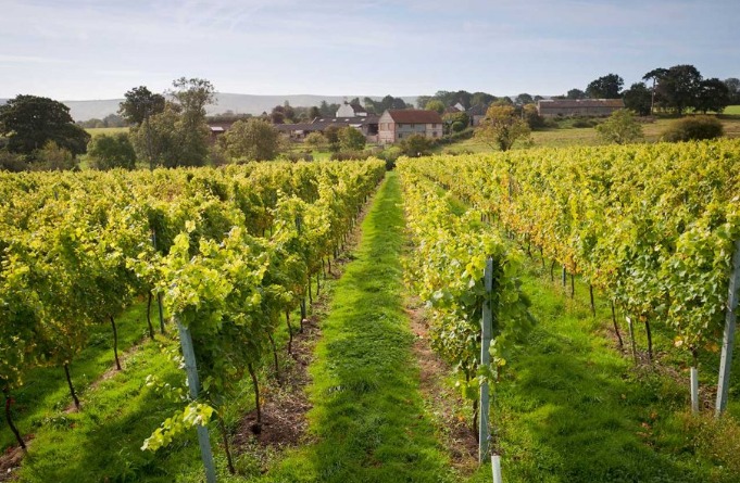 WAAAweb3's tweet image. Soaring demand for English and Welsh wines over the past five years has prompted UK producers to increase their total vine area by 74%. Chardonnay is the most widely planted variety, followed by Pinot Noir and Pinot Meunier
#wine #hkwine #852web3 #FineWine
