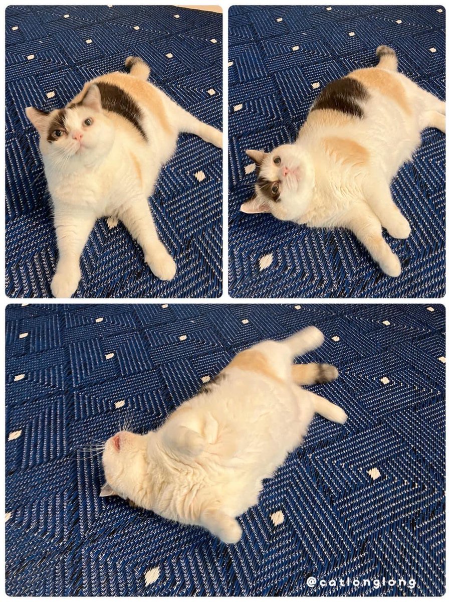 Beecat tweet media