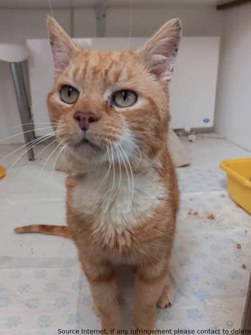 Ned found his forever home on #MatureMoggiesDay. This senior cat deserves all the love & affection in his twilight years. #AdoptDontShop #HappyEnding #CatsProtection #HereForTheCats #CatLovers #Cats