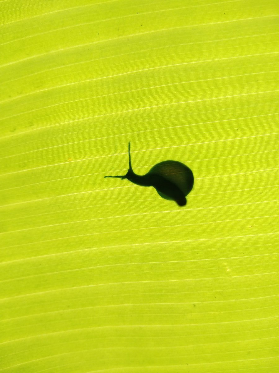 New pictures that i captured recently. #photography #photo #photooftheday #photograph #photographylovers #photographer #Photographie #NaturePhotography #Nature #NatureBeauty #naturelovers #Leafs #macrophotography #mobilephotography #Greenwood