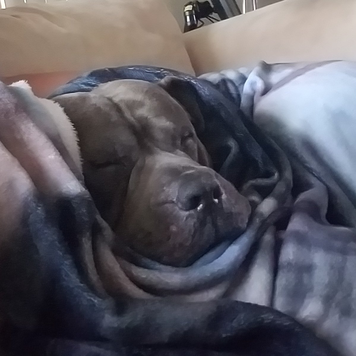 Getting in some Sunday cuddles & sharing moms blanket💙 #dogsoftwitter #pawsitivity #rescuedog #fureverhome #doglife #dogs #doglove #velvetyhippo #happydog #americanbully #bullybreed