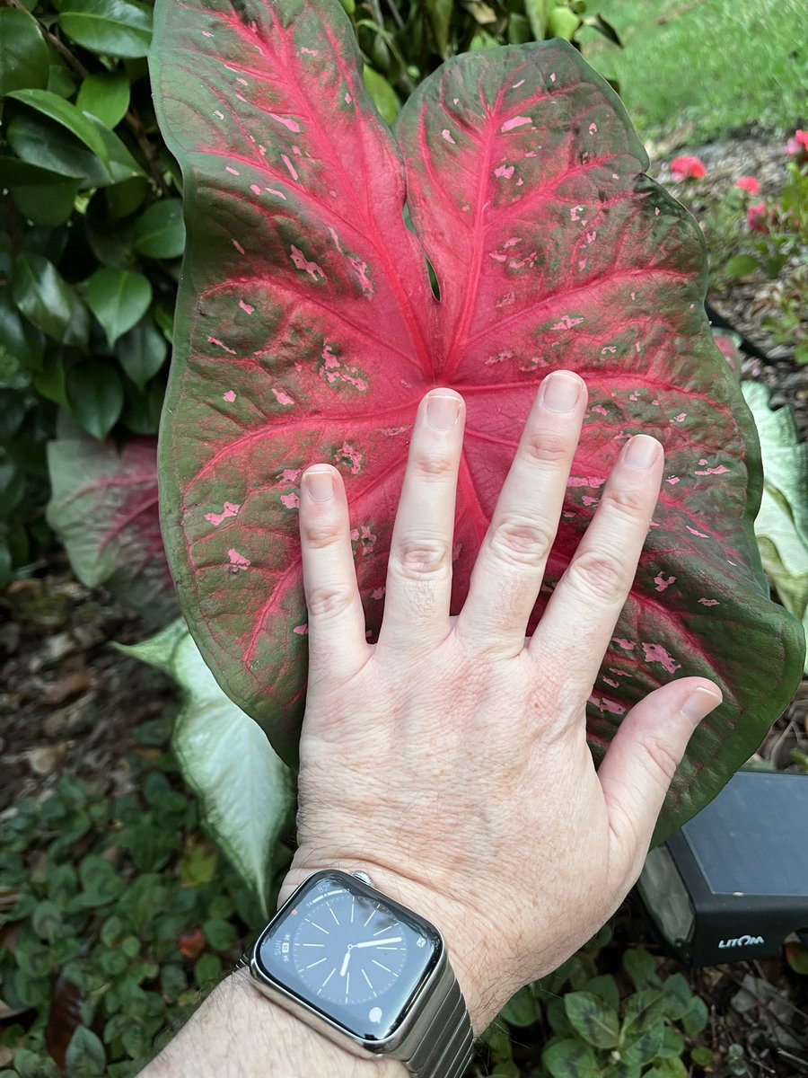 This caladium leaf has gotten quite large. #caladium #garden #gardening