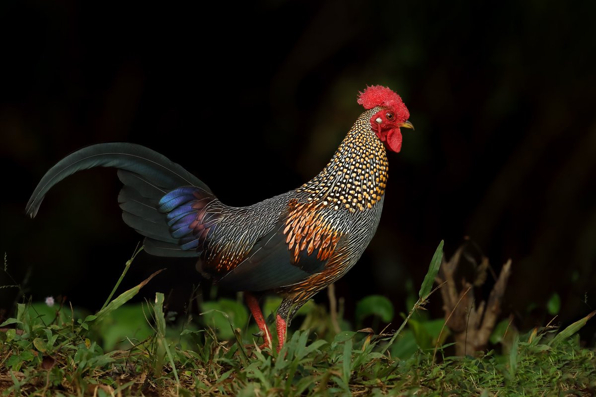 The handsome Rooster from the Grey Jungle fowl family ... with the full Colour pallete and stylish pattern and  looks ... made at Kerala
 #VIBGYORinnature #IndiAves #Nature #Bird #Birding #TwitterNatureCommunity #birdwatching