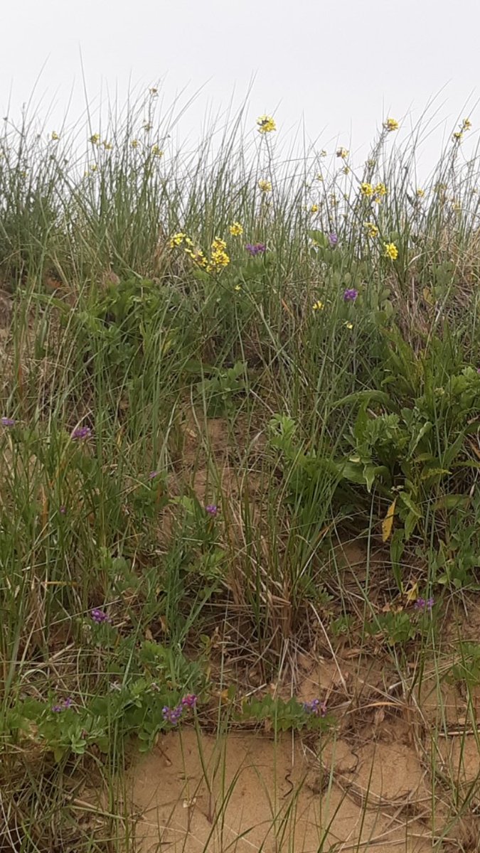 Wildflowers in the dunes...#CapeCod #Eastham #FirstEncounterBeach