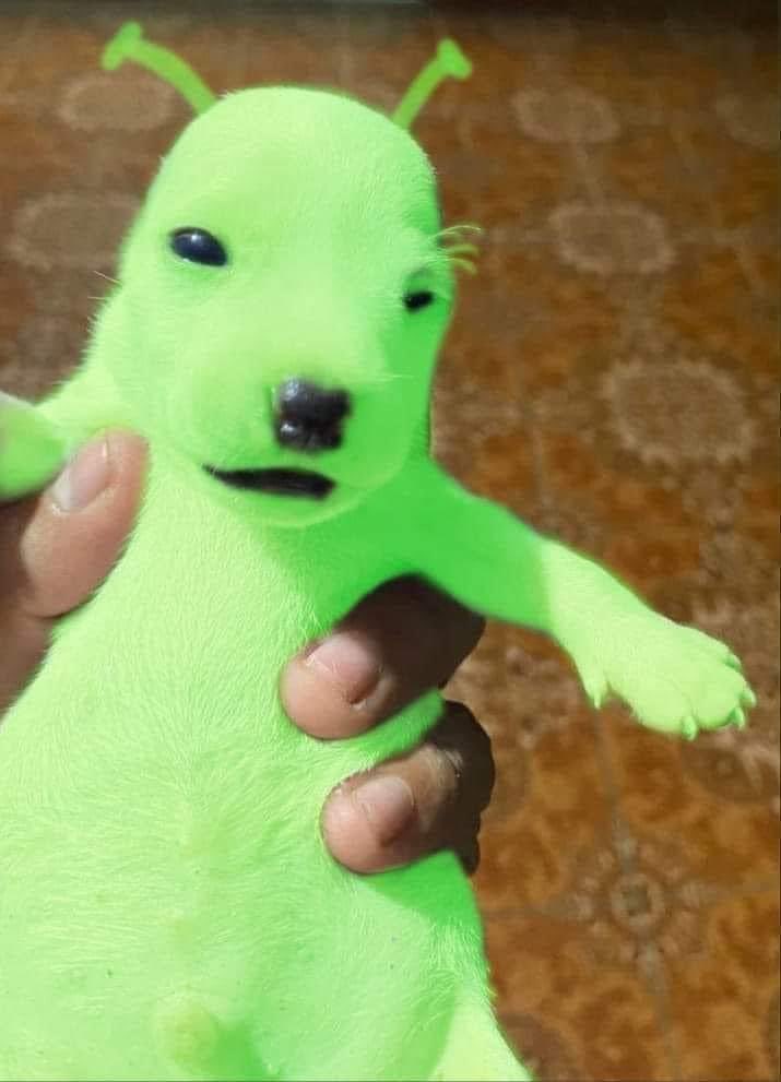 MerGarza's tweet photo. Un morro subió a fb a su perrito que no tiene orejas pa que alguien se las pusiera, y acá van mis favs. 🤭 https://t.co/vOdGKw54vF