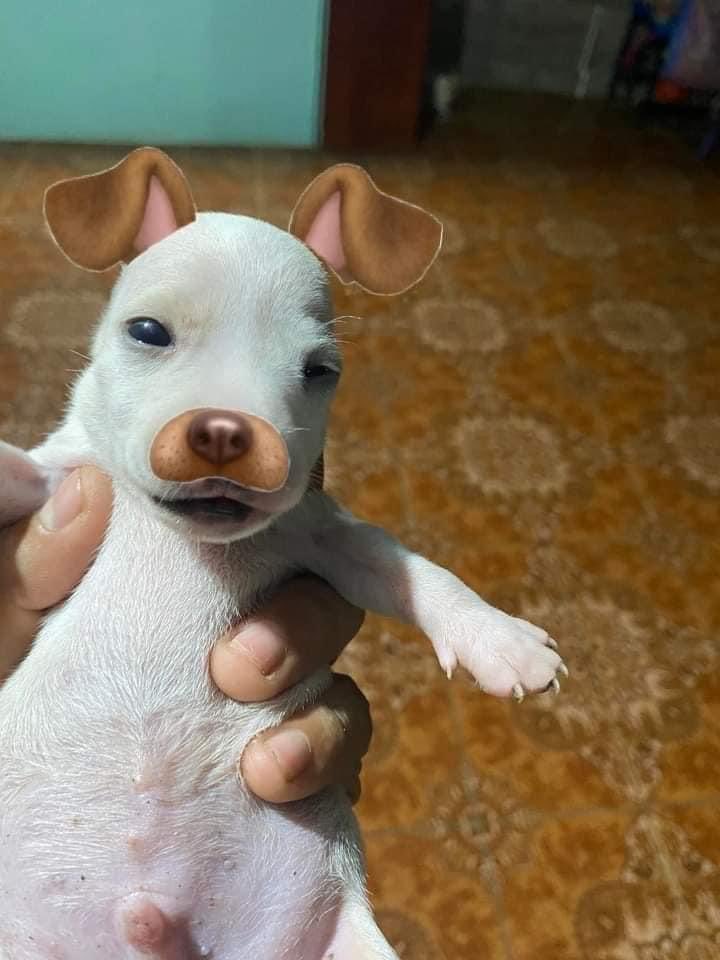 MerGarza's tweet photo. Un morro subió a fb a su perrito que no tiene orejas pa que alguien se las pusiera, y acá van mis favs. 🤭 https://t.co/vOdGKw54vF