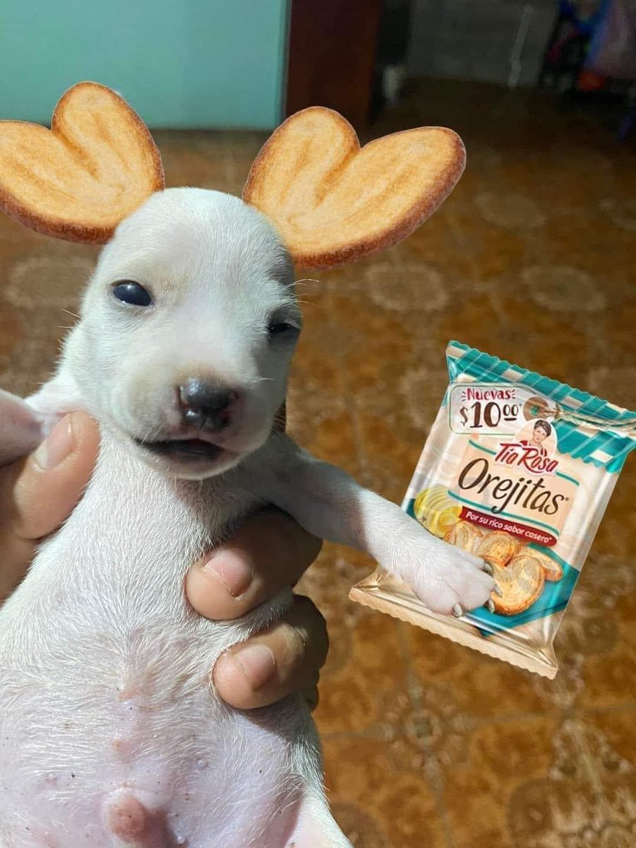 MerGarza's tweet photo. Un morro subió a fb a su perrito que no tiene orejas pa que alguien se las pusiera, y acá van mis favs. 🤭 https://t.co/vOdGKw54vF