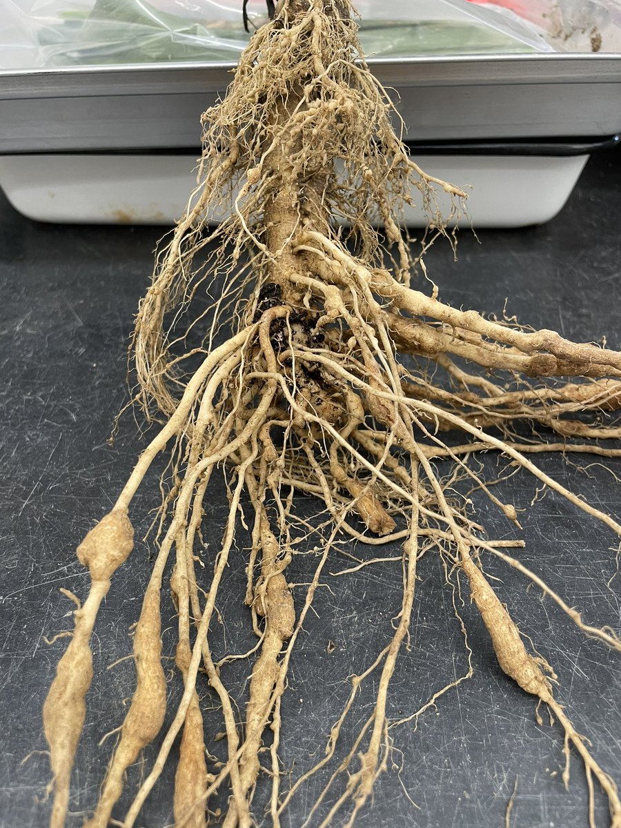 NEMATODE MONDAY: Root-knot nematode symptoms (galls/knots) on roots of tomato plants. The amount of galling can vary with population density, Meloidogyne species involved, and the host. Large numbers of nematodes penetrating roots in close proximity can result in larger galls.