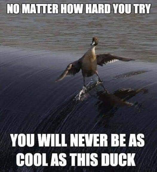 KathleenDePlume's tweet image. It’s been a while since I last hit my followers with an Unsolicited Duck Pic - enjoy! ☺️