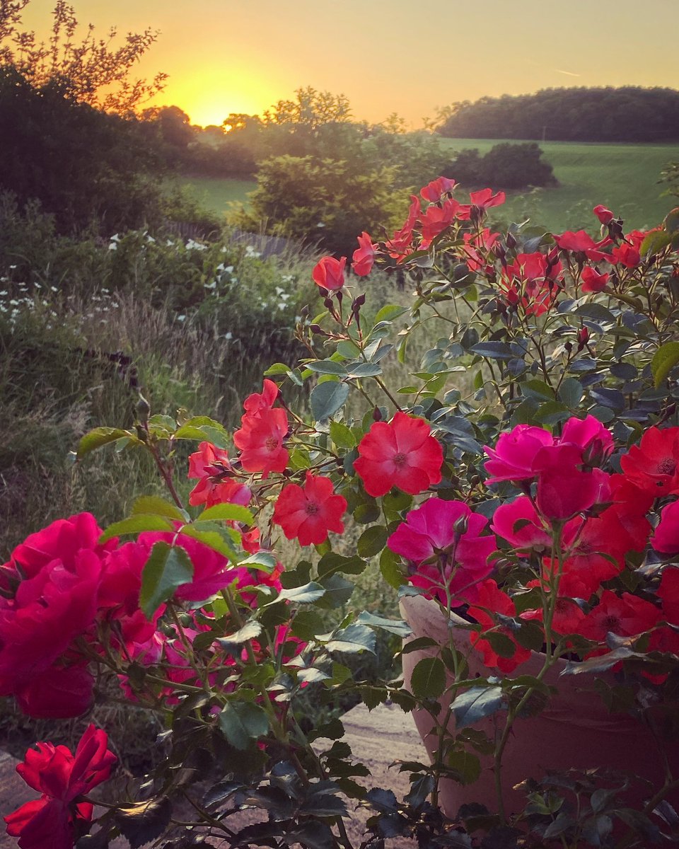 Sunrise :)

#sunrise #patiorose #patioroses #kentdowns #petham #kentaonb #lovekent #walkinginkent #visitkent #discoverkent #kenthome #kentviews #kentview #enjoykent #englishcountryside #mykent #mondaymorning #walkinguk #mondaymotivation #roselover #englishgarden