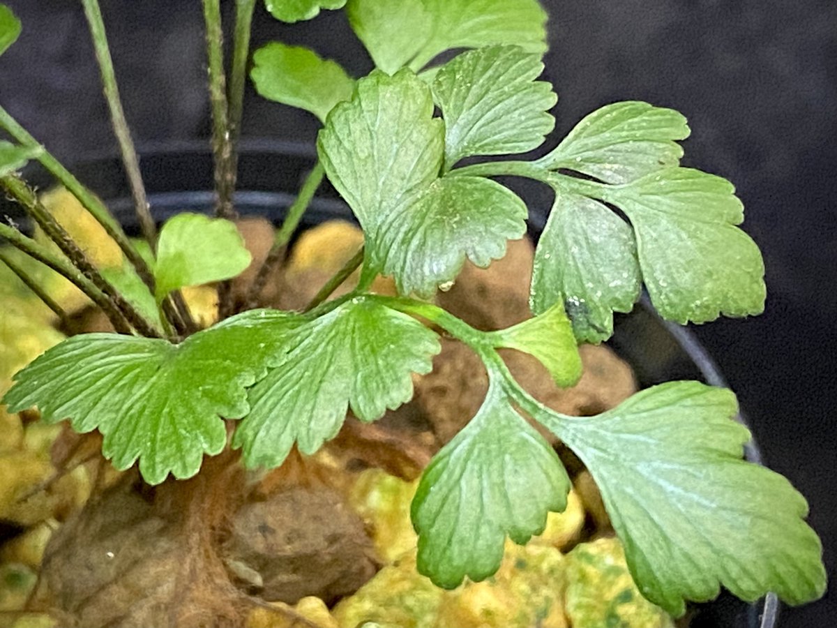 moregoro's tweet image. 本日の朝草。ファイルNo.585

Asplenium sp.
from New Caledonia

m-r-g-r.com
Instagram ID moregoro5016

#Asplenium