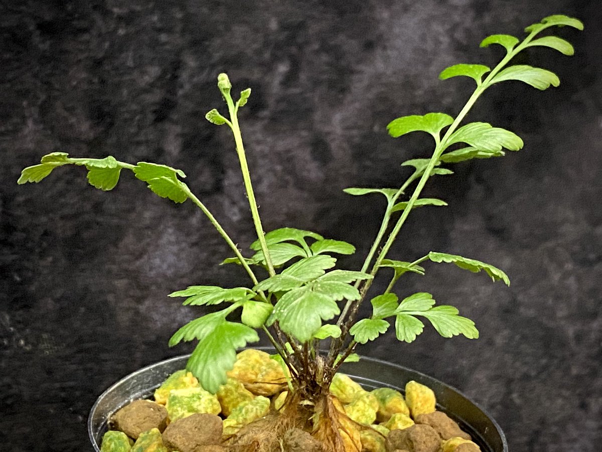 moregoro's tweet image. 本日の朝草。ファイルNo.585

Asplenium sp.
from New Caledonia

m-r-g-r.com
Instagram ID moregoro5016

#Asplenium