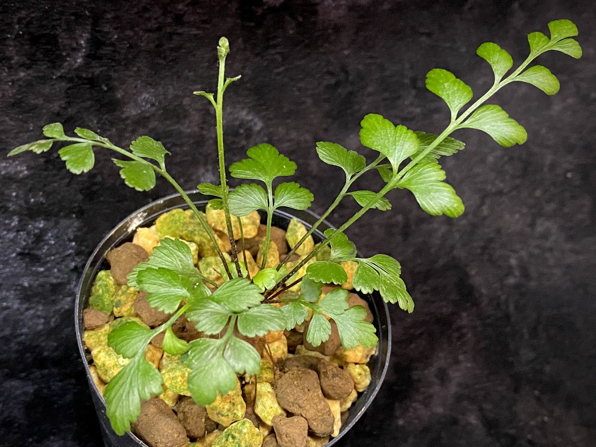 moregoro's tweet image. 本日の朝草。ファイルNo.585

Asplenium sp.
from New Caledonia

m-r-g-r.com
Instagram ID moregoro5016

#Asplenium