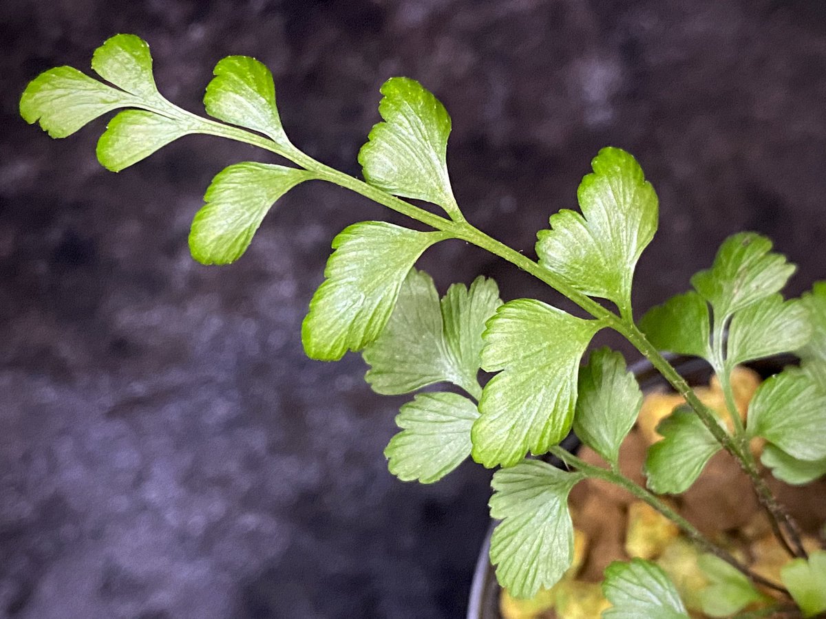 moregoro's tweet image. 本日の朝草。ファイルNo.585

Asplenium sp.
from New Caledonia

m-r-g-r.com
Instagram ID moregoro5016

#Asplenium