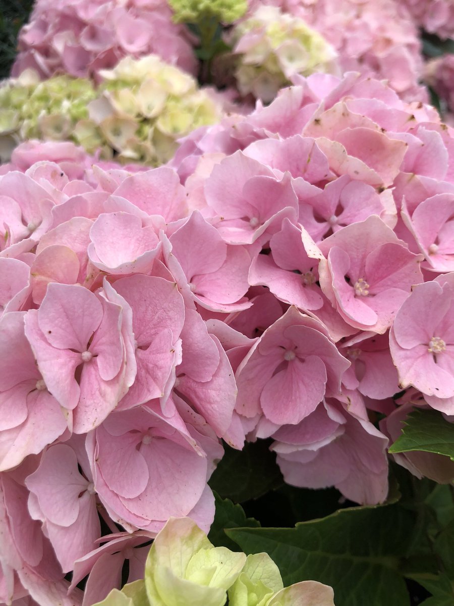 Hydrangeas