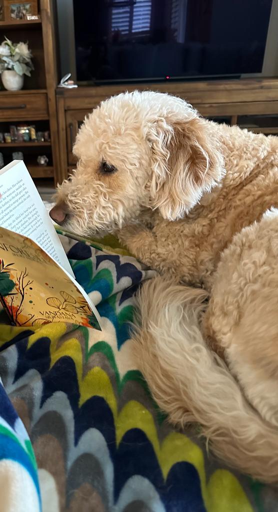 😍 Introducing the biggest fan of The Unforeseen...Ollie! 
I wish I knew which story she was reading with such concentration.

#thebookplatter #theunforeseen #shortstories #twistedtales #booklovers #dogsnbooks #newauthors #indianauthor #womanauthors #thrillers