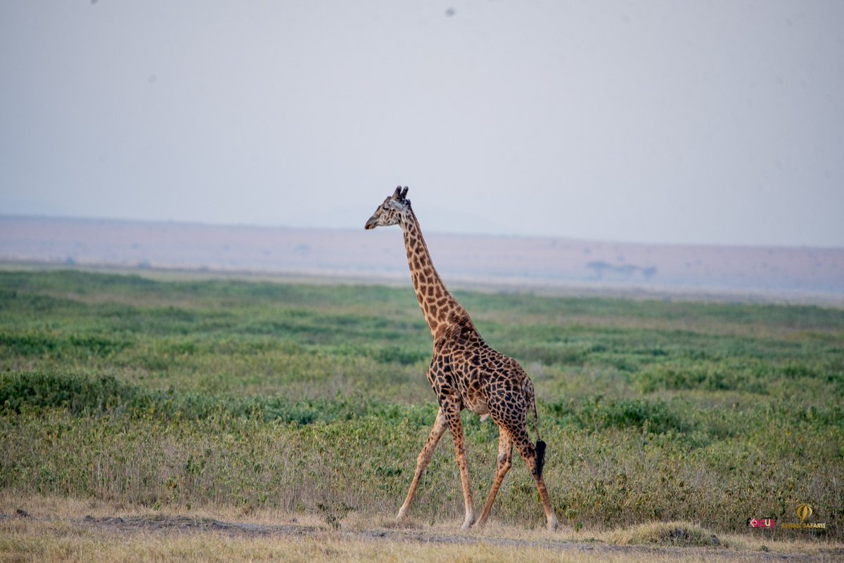 #MondayMotivation
Don't be afraid to stick your neck out and take risks. Be the tallest version of yourself. 
#ZuruKenyaParks
Photo Credit: Keitan Safaris