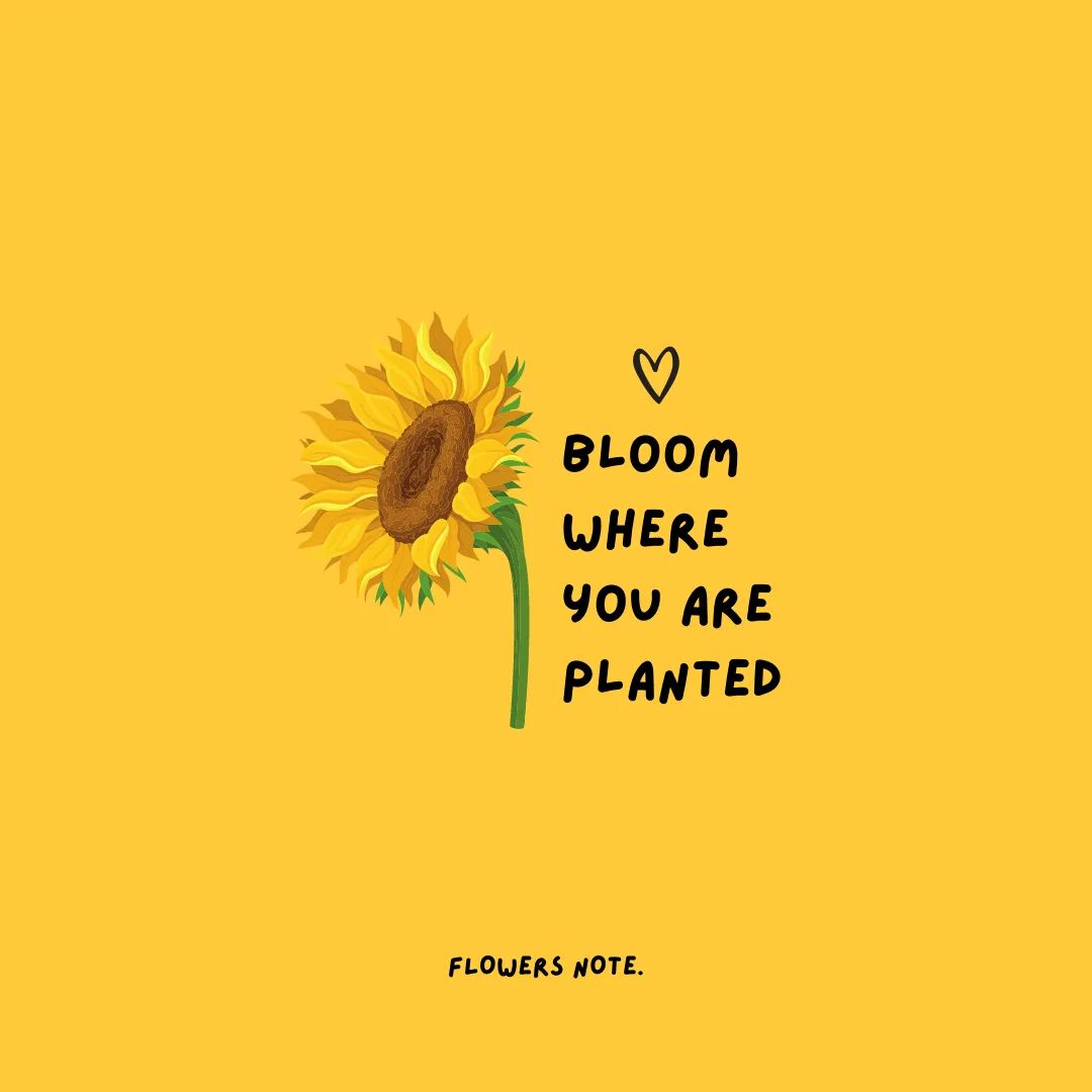 desi_m793's tweet photo. 🌻🌻🌻 https://t.co/TWjdeScHnV