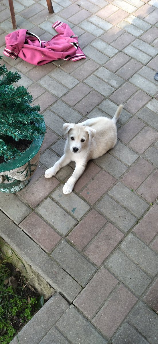 У родителей появился щенок