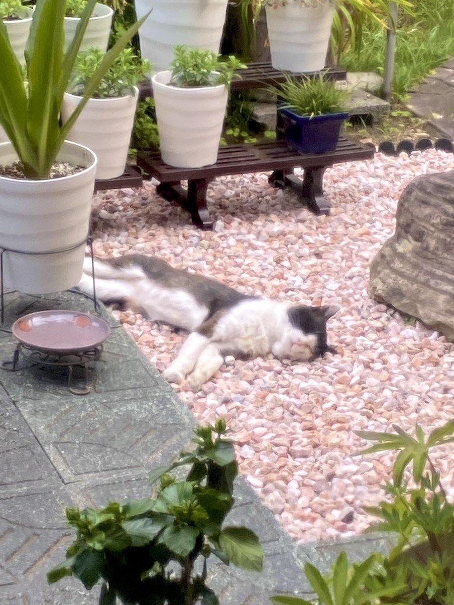 お昼からずっと庭で寝てる😆