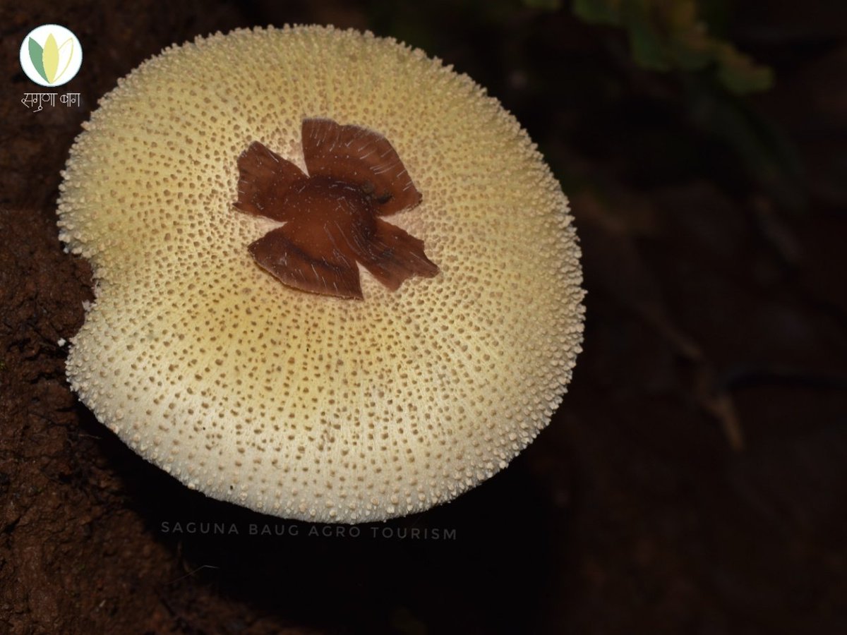 #mushrooms |Panther Mushroom 🍄|

#biodiversity #Biodiversitymatters #conversingBiodiversity #protectBiodiversity #Biodiversityresearch #Biodiversityeducation #Biodiversityphotoghraphy #Wildmushroom #foragedfood #wildfood #forestfinds #mushrooms #mushroomphotography