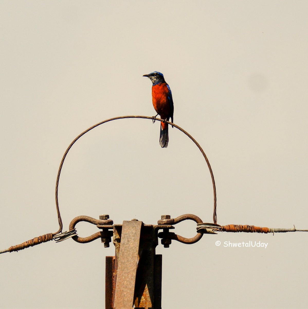 Red
#VIBGYORinNature  by #IndiAves 

#BirdsSeenIn2023 #natgeoindia #BBCWildlifePOTD #TwitterNatureCommunity #IncredibleIndia #birdphotography #EarthCapture #dailypic 
#birdnames #ThePhotoHour
