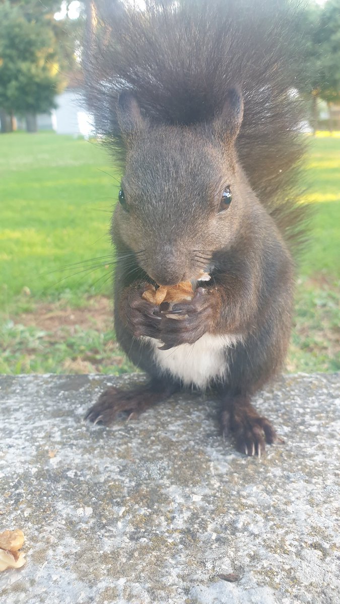 Dobro jutro Twitteri! Na nožice lagane! 😀🐿️🐦❤️