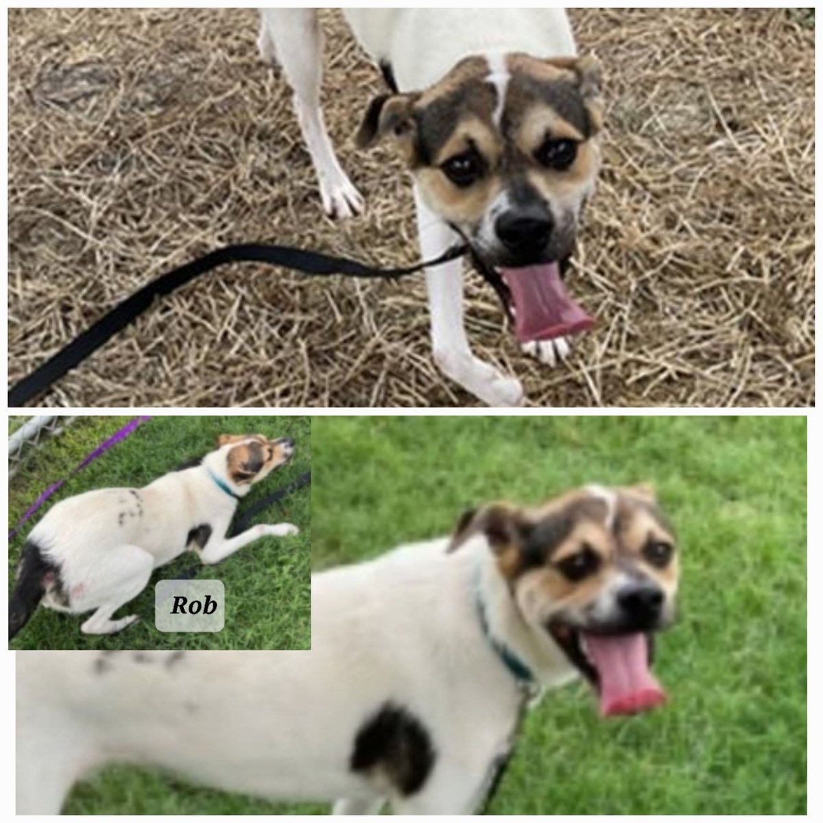 🆘️ROB #A354856 has until 12 Friday 6/30
 🚨 ☠️💉 after 2 mos at #CorpusChristiACC 
'stress' (he barks and tries to get out!)gets 💉☠️
#JackRussellMix #TerrierLovers 
Playgroup  'zoomies' 'full body wag'
'Underbite pout' great with boys & girls 
Only 2 yrs old, wants 🏡🦮🚶‍♀️🥎🍖