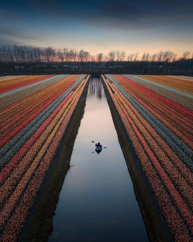 Paddling among the tulips by Sébastien nagy