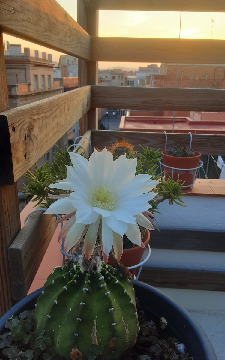 Bon dia des de Barcelona