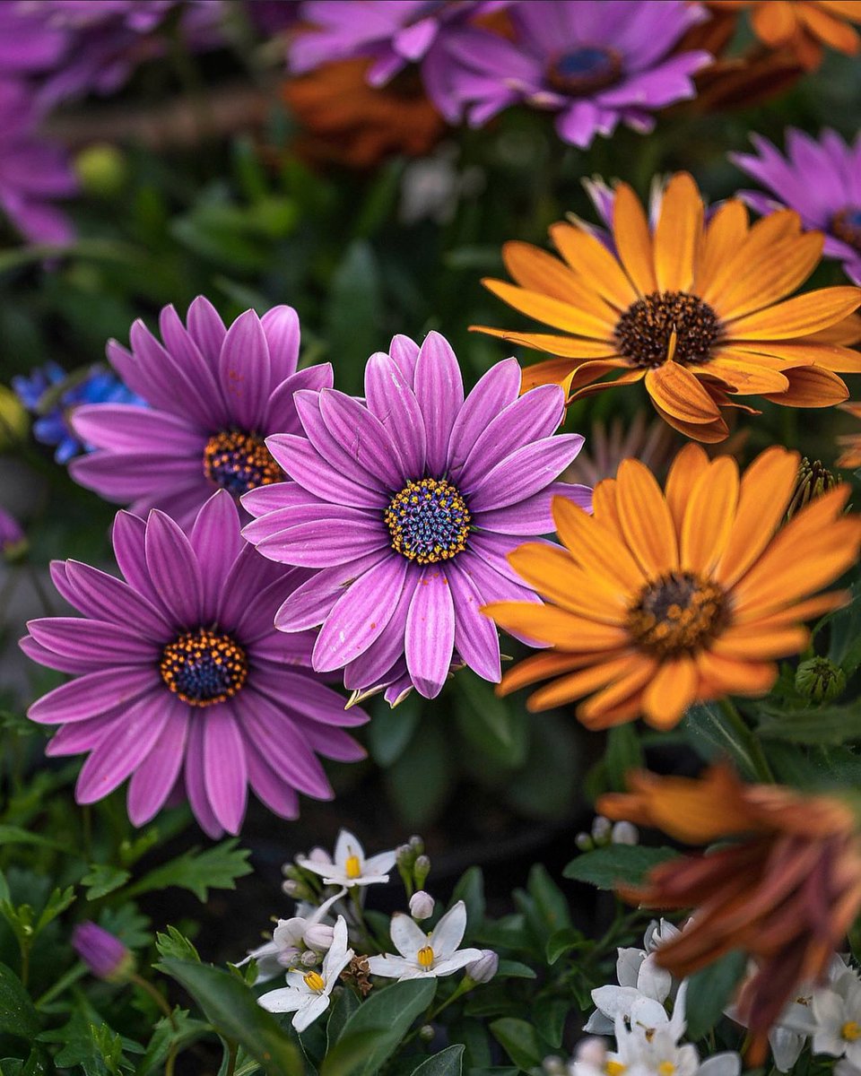 PlantSnap tweet media