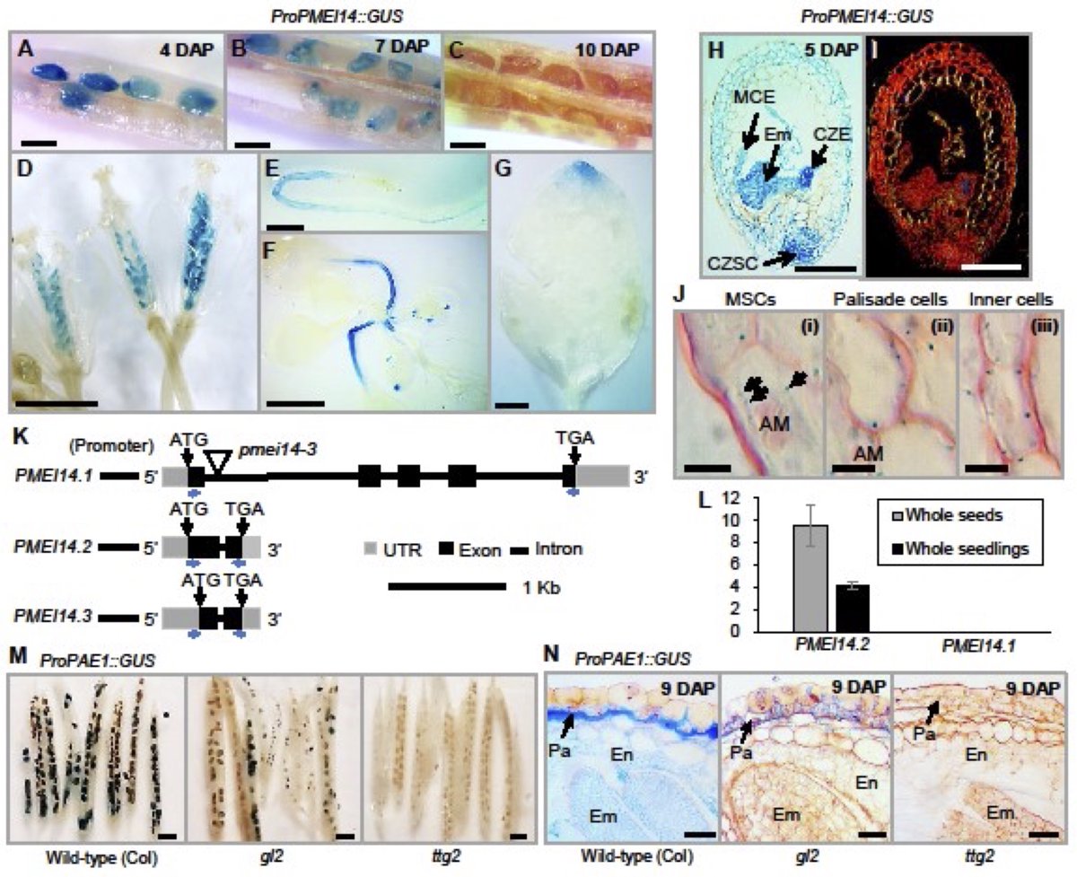 PCP_EIC's tweet photo. 🚀Advance Access: Regular Paper
MYB-bHLH-TTG1 in a Multi-tiered Pathway Regulates Arabidopsis Seed Coat Mucilage Biosynthesis Genes...
https://t.co/11r6d36yYE
Patrick J Allen et al.💐 https://t.co/ULJQodVmB2