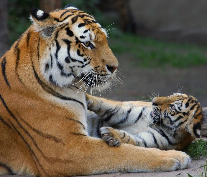 Good morning Twitter-Friends…🌷🍃☕️
Have a happy Monday and a beautiful new week 🌳☀️🐯🐯🧡

#MondayMotivaton 🌷 #HappyNewWeek ☀️ #CoffeeTime ☕️ #AnimalLovers 🧡 #StayPositive 🌼 #PeaceAndLove 🕊️
