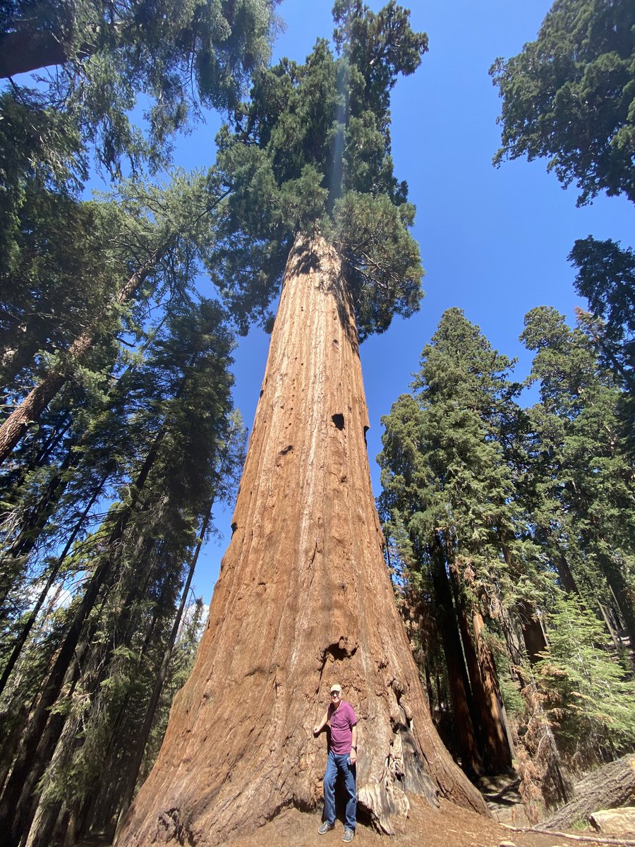 @historyinmemes My take on Sequoia trees from visit in August 2022 😃