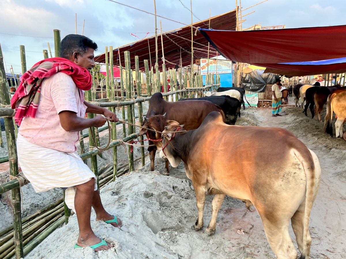 ArifMaahi's tweet photo. Magnificent cattle market in #Dhaka!  #gaabtolihaat #eideladha https://t.co/wYP89IaYS2