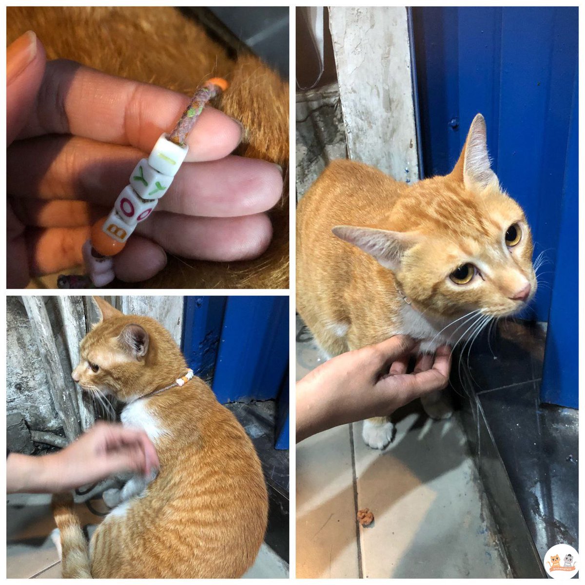 kochengfs's tweet photo. Kcg! [KUCING NYASAR]
Halo ada kucing hilang dr bulan mei di sekitar kelapa gading, jakarta utara. Ciri ciri seperti ini. Barangkali ada yang kenal dengan majikannya bisa bantu rep yaa https://t.co/TAuLASRL5g
