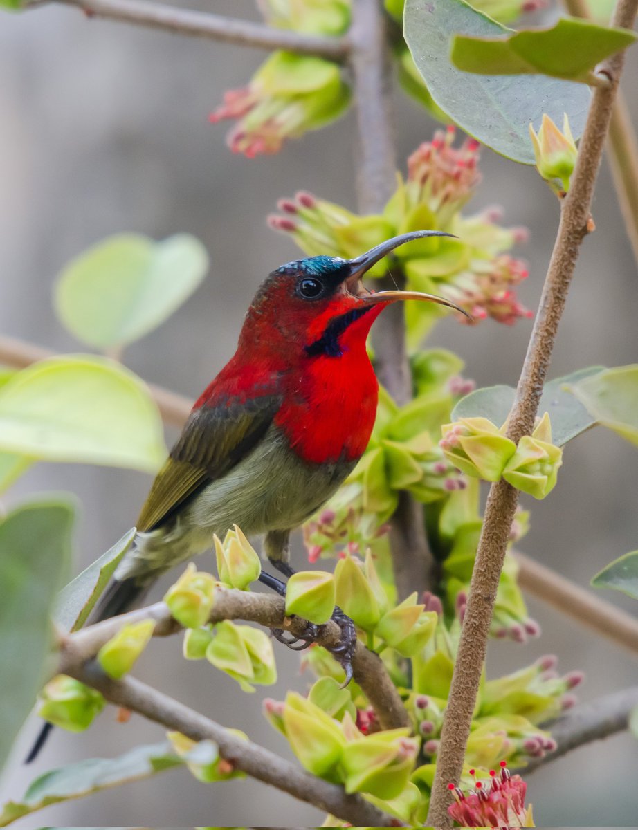  ThePhotoHour On Twitter RT Anir banBhowmik Crimson Sunbird 