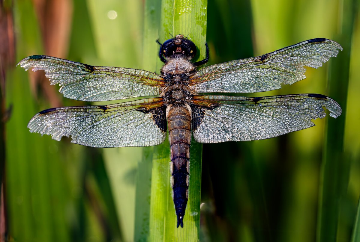 Four-Spotted Chaser with wings that have seen better days. #MacroMonday #Macro #MacroHour #Dragonfly
