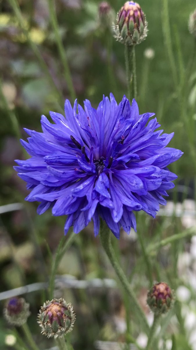 Morning 🌱. Bright, warm sunny ☀️ start to the day. Here’s a Cornflower shot from the garden this morning…. HAPPY DAYS!!! #GardeningTwitter #Cornflower #CottageGarden #BeeTheChange #HappyDays