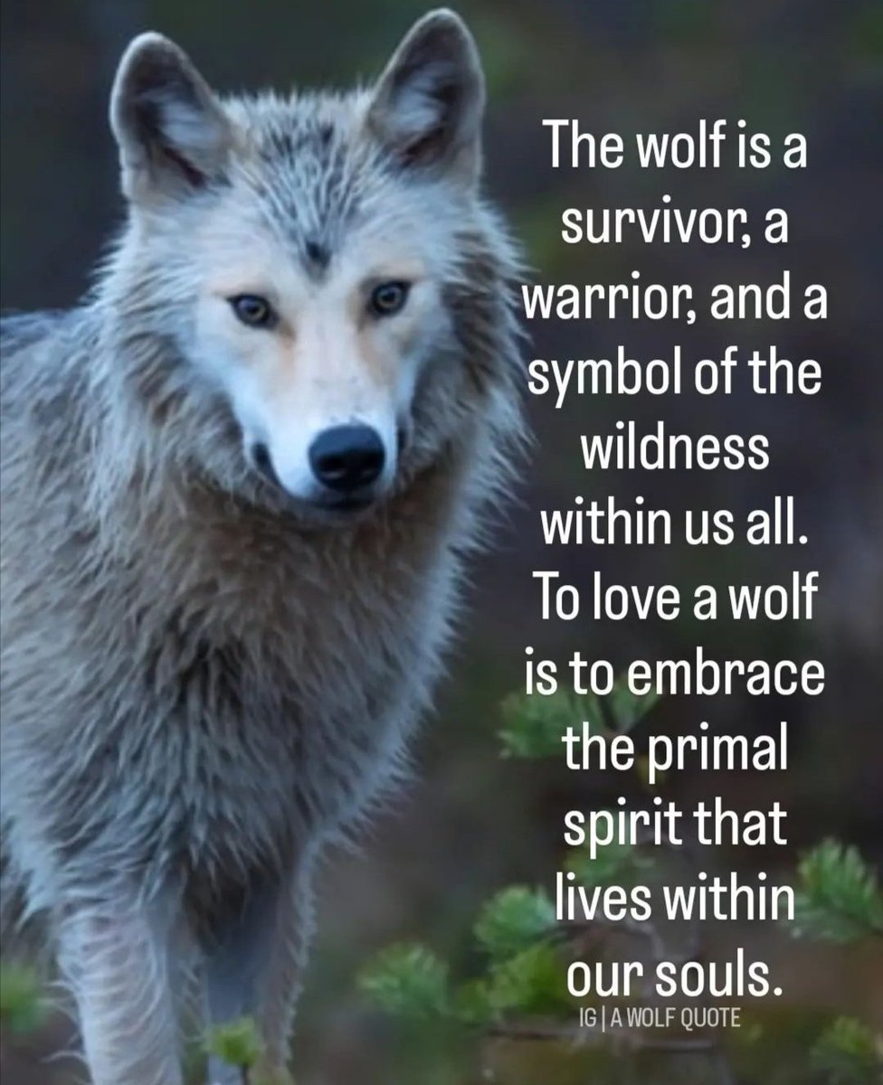 A wolf story 🐺
.
.
.
#wolf #wolves #quotesdaily #wolfpack
